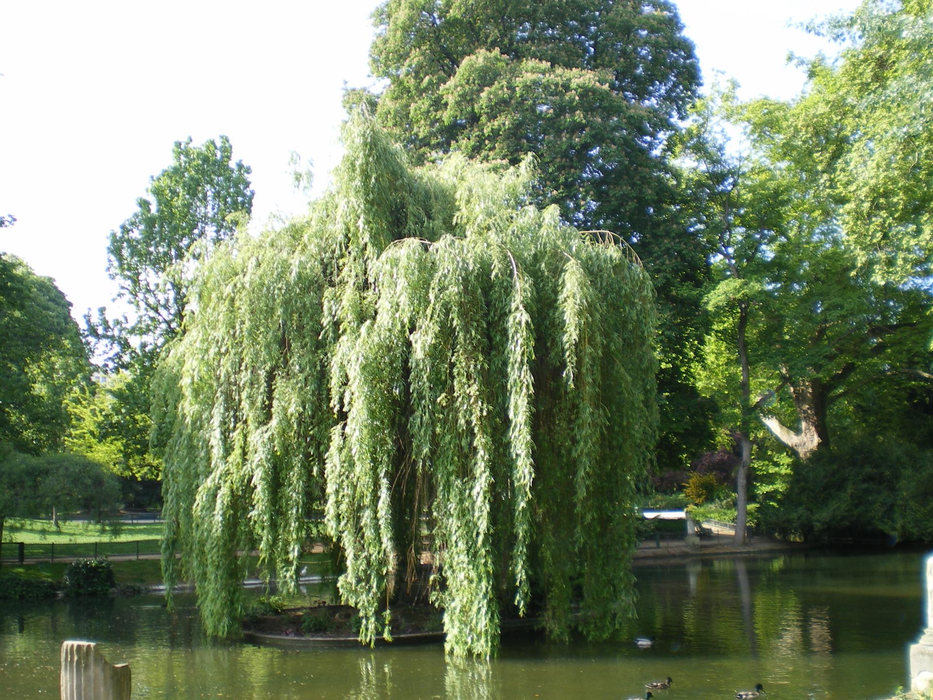 Arbre dans un parc